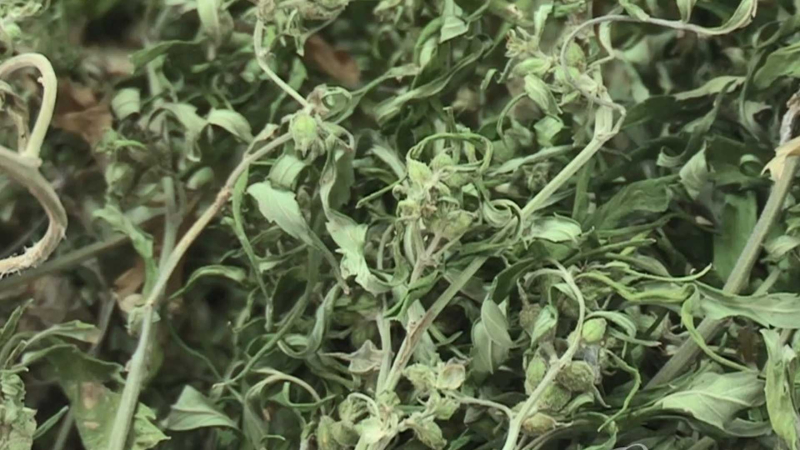 대마